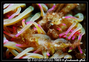 Anemon's crab. by Ferdinando Meli 